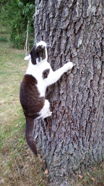 cat love the tree 💖