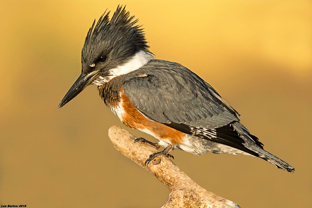 belted kingfisher