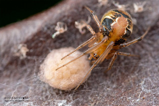 Comb-footed spider (Parasteatoda sp.) - DSC_5588