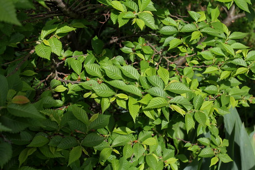 Ulmus parvifolia (= Ulmus chinensis) - orme de Chine 21993629105_372aa7465f