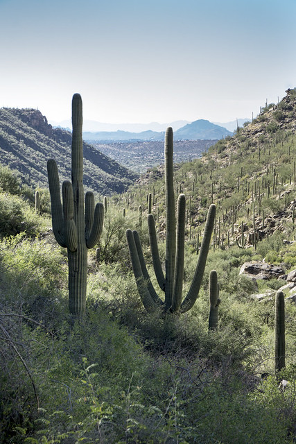 Saguaro cacti in Sabino Canyon Recreation Area, Coronado National Forest, Arizona