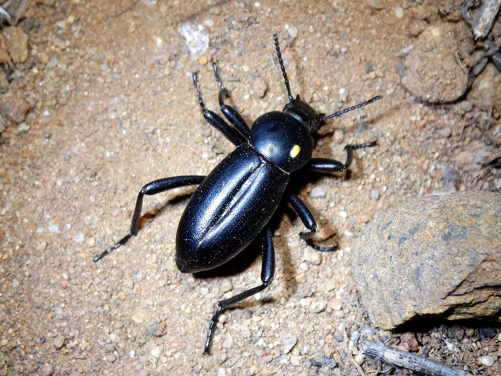 30 Live Darkling Beetles 