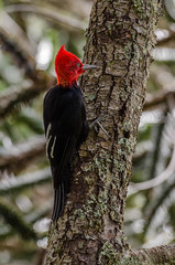 Carpintero negro macho | Campephilus magellanicus | Magellanic woodpecker