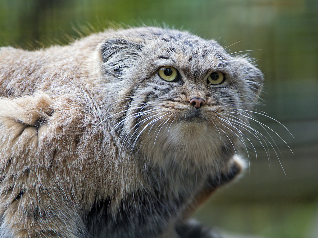 Pallas cat looking not amused.