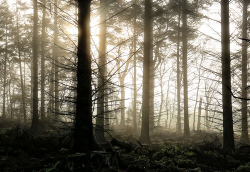 aberdeen wood woodland tree mist scotland flickr