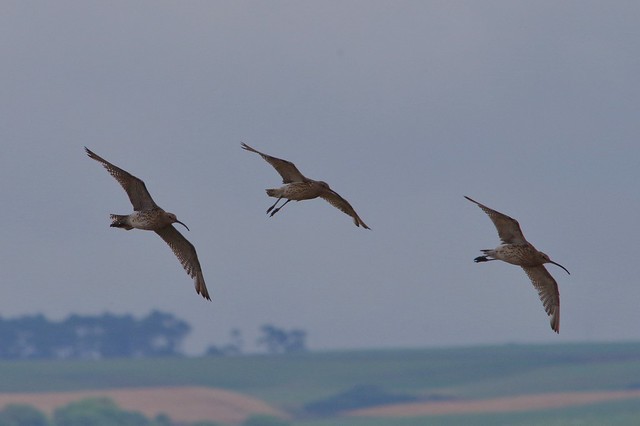 IMGP4273 Curlew Loch Leven, August 2014