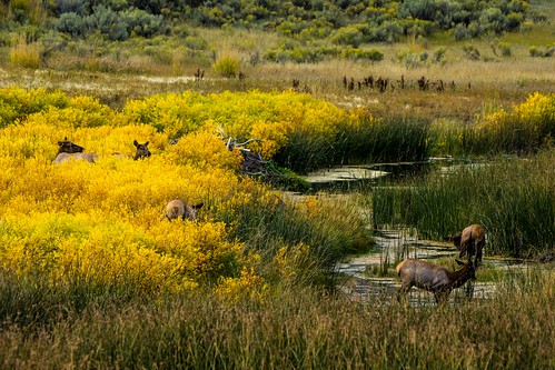 autumn yellowstonenationalpark elk rut sony70400g sonynex7