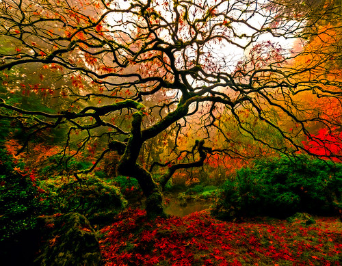 autumn fall nature fog oregon portland landscape fallcolors foggy japanesemaple pacificnorthwest dreamy portlandjapanesegarden portlandoregon softlight diffusedlight