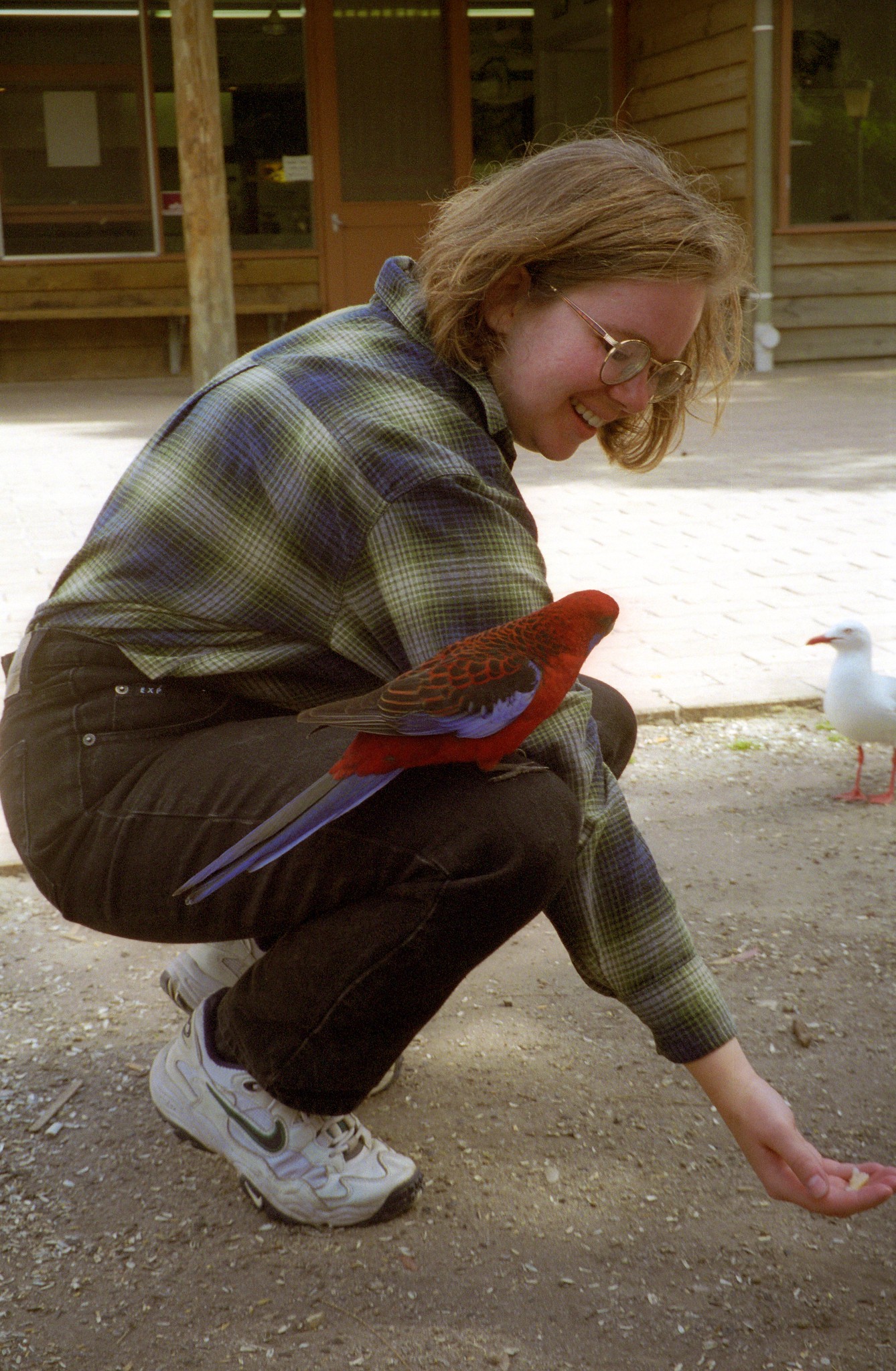 Sue And The Crimson Rosella