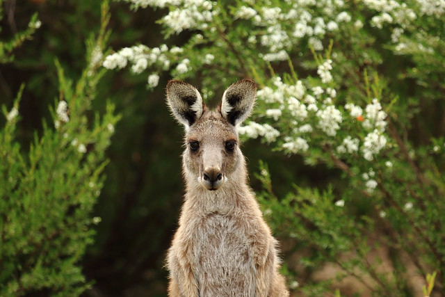 1307 Tidbinbillia Wildlife Reserve, Canberra, ACT, Australia