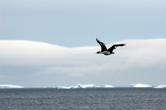 Antarctic shag (Leucocarbo bransfieldensis), Antarctic Peninsula, Antarctica