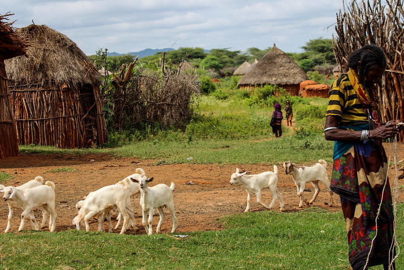 A Borana woman with her small ruminants, Yabello, Ethiopia