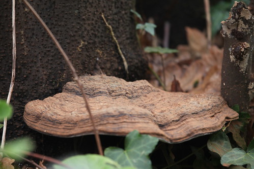 Bracket fungus on a tree stump at the Art College.