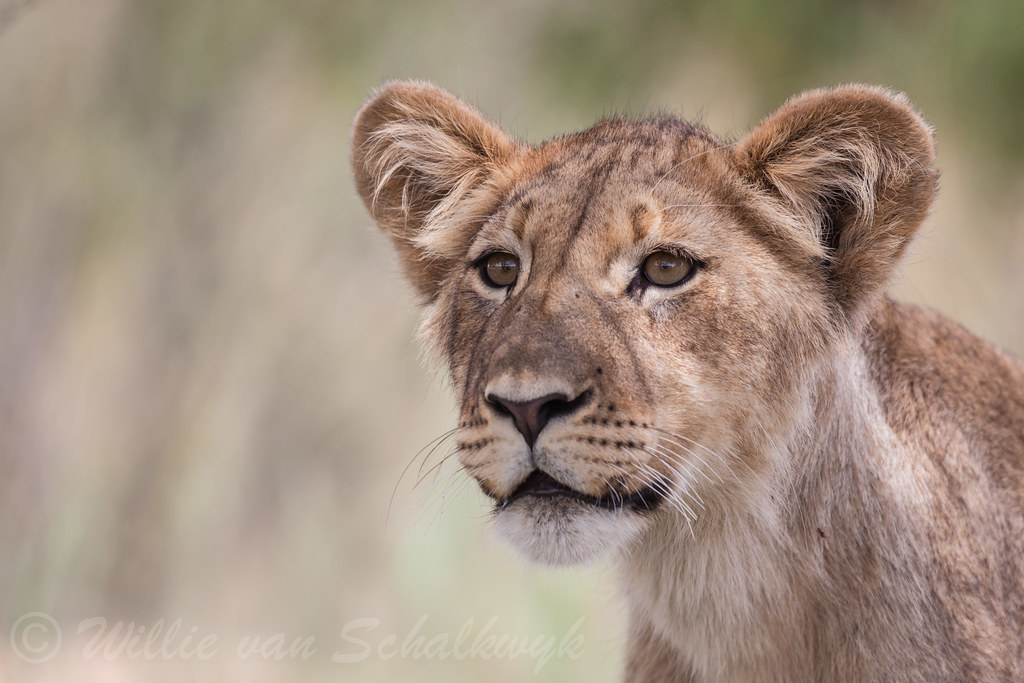 Kgalagadi lion cub