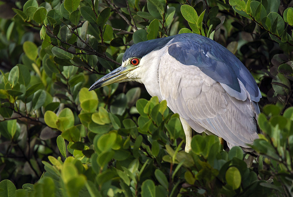 Black-Crowned Night Heron (Nycticorax nycticorax). Shark Valley, Everglades National Park.