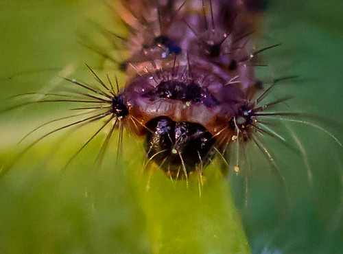 insects | by vernonbone