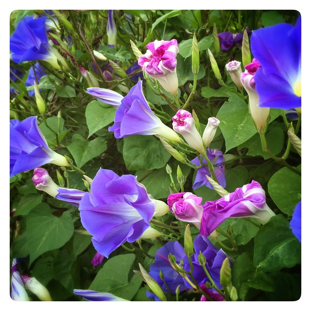 Heavenly Blue Morning Glories Flowers Vine Garden DXZ440