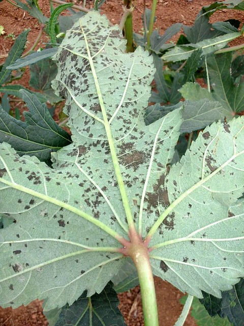 Leaf spot of okra caused by Pseudocercospora abelmoschi