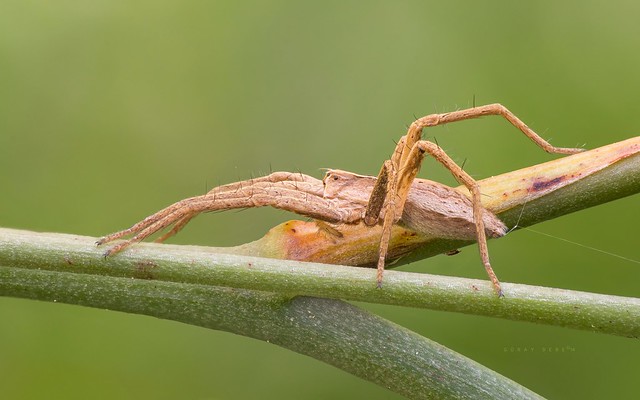 Nursery web spider