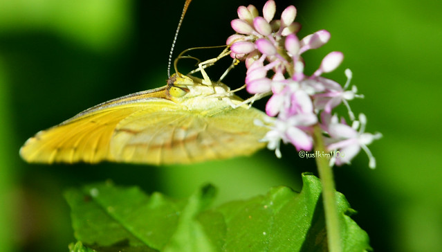 Sulphur butterfly on pigeon berry