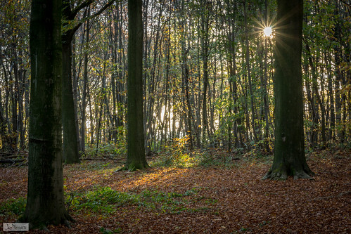 autumn sun landscape bomen woods linden herfst bos lindenbos