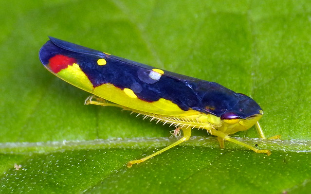 Leafhopper, Baleja serratula
