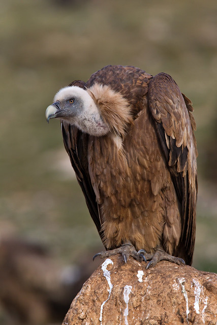 Classic vulture image