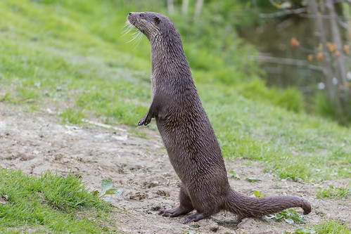 Human Otter | by Phal44