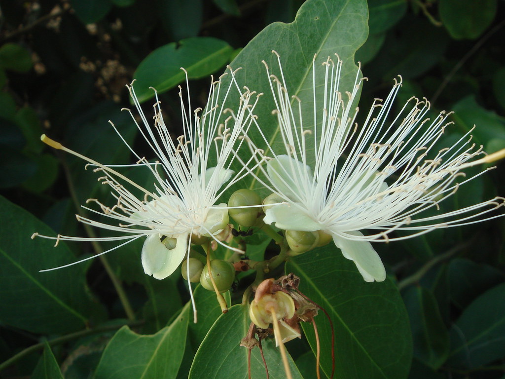 Capparis flexuosa(L.) L. - Feijao-bravo Fam. Capparaceae | Flickr