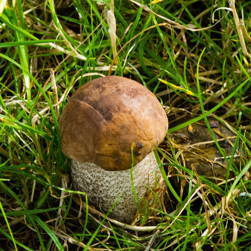 Fresh birch bolete, Bantock Park