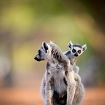 Ring Tailed Lemur With Her Cub