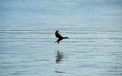 Cormorant landing on water (AP4H6922 1PP)