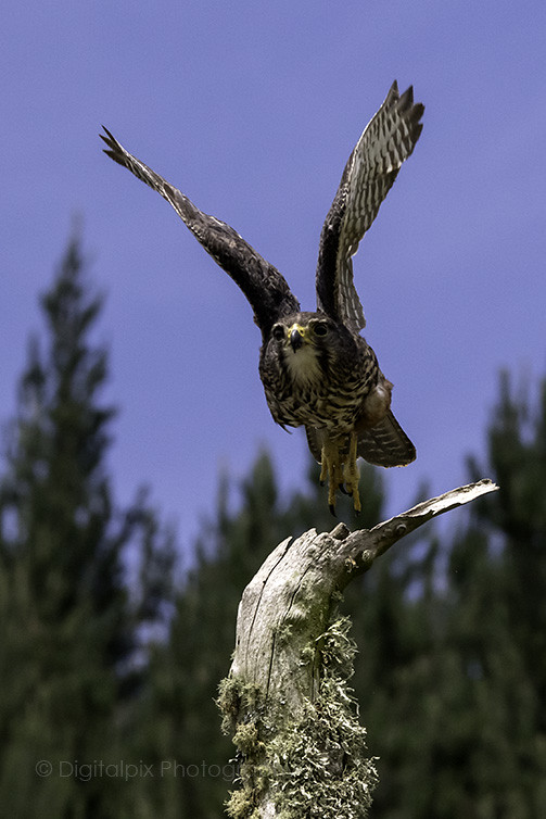 New Zealand Falcon - Kārearea