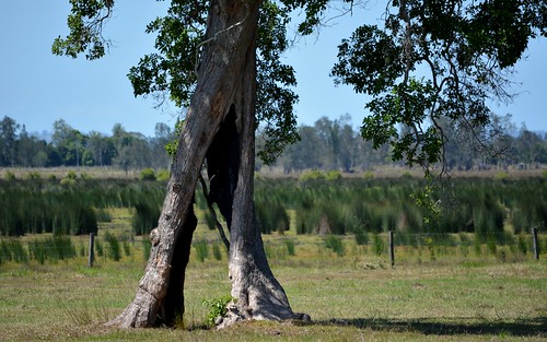 tree landscape australia nsw wetlands australianlandscape myrtaceae ruralaustralia northernrivers richmondvalley swampbox boraridge hollowedtrunk lophostemonsuaveolens richmondriverfloodplains kookamaiwetlands