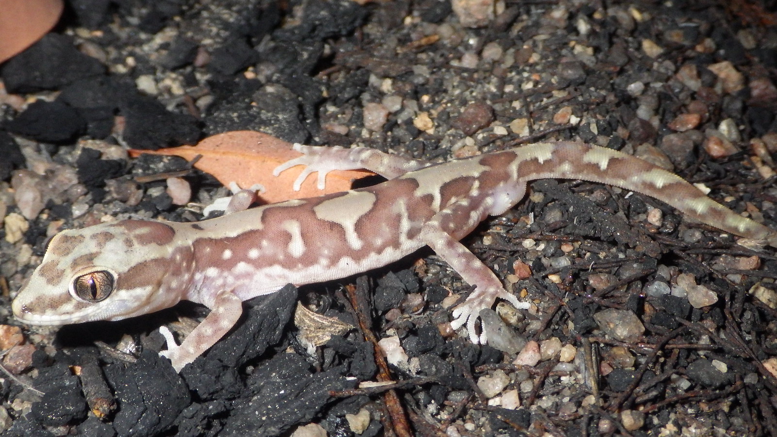 Diplodactylidae | Flickr