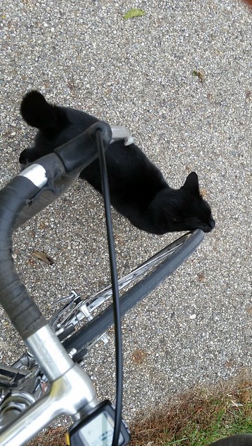 Kitty meets cyclist