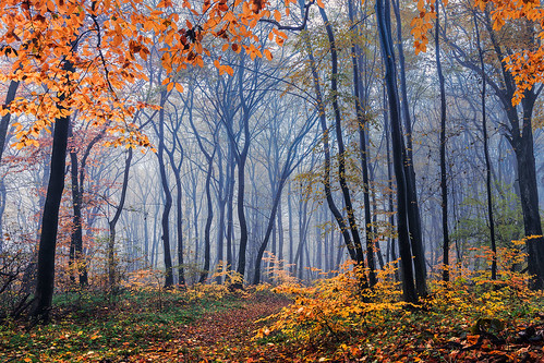 autumn trees mist forest landscape bulgaria beech shumenskoplato danubeplane shumenplateau