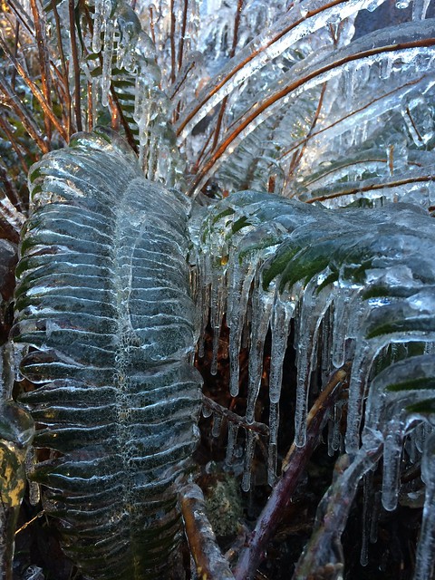 Frozen Ferns
