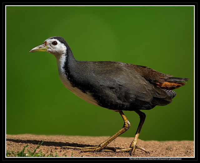 The White Breasted Waterhen