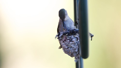 costashummingbird cohu nest calyptecostae