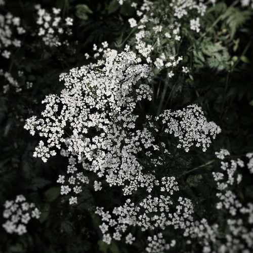 Wild flowers | by mjweintraub