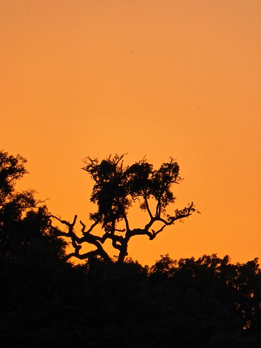 sunset sky tree portugal silhouette dusk redsky treeline odemira tamera