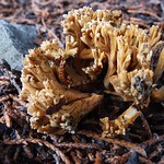Fungus (probably Ramaria sp.)