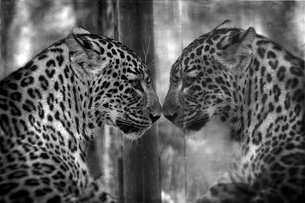 reflection | Zoo Dvur Kralove web: www.divcikamen.com/ my fa… | Flickr
