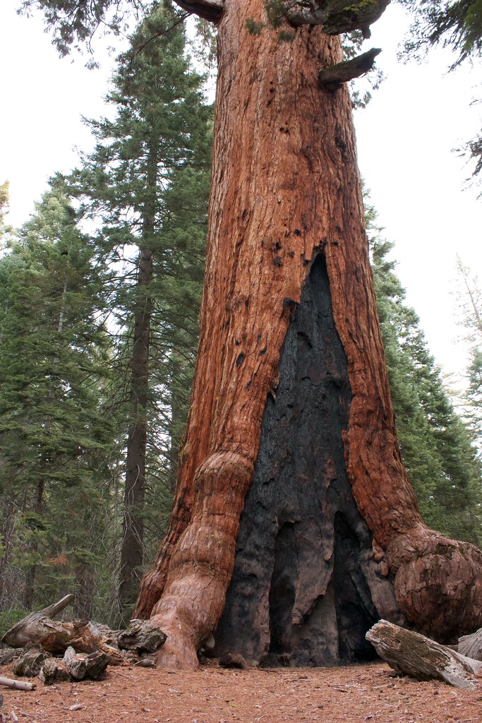 Giant burn scar on Giant Sequoia