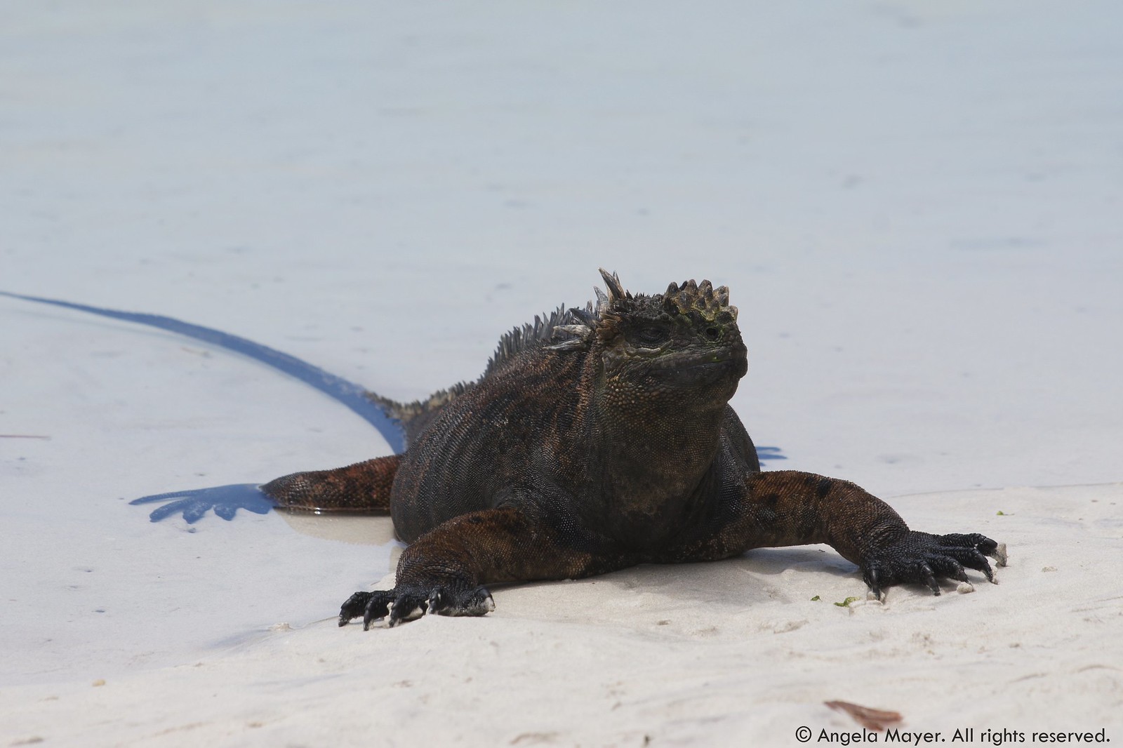 Iguana - Crawling out of the Water