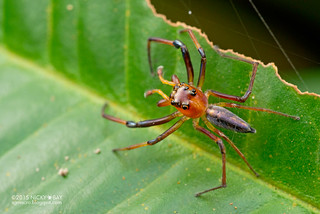 Wide-jawed jumping spider (Parabathippus sp.) - DSC_6293