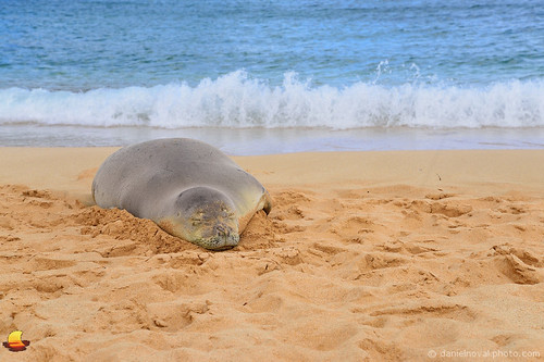 hawaiian monk seal beach sand sandy ocean pacific kauai hawaii nature wildlife sea coast splash surf happy sleeping resting poipu endangered species animal wild tropical island