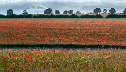 light red summer landscape sony cotswolds poppy poppies f4 oxfordshire ziess fulwell a6000 1670mm jactoll