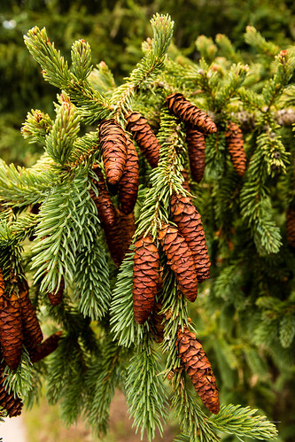 Pine cones in Pleasant Valley | Jim Baker | Flickr